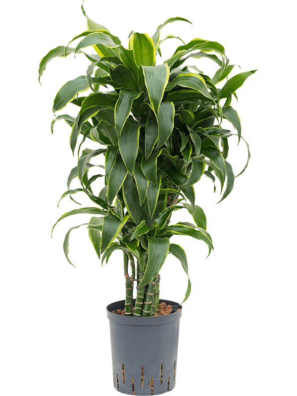 Dracaena fragrans 'Dorado'