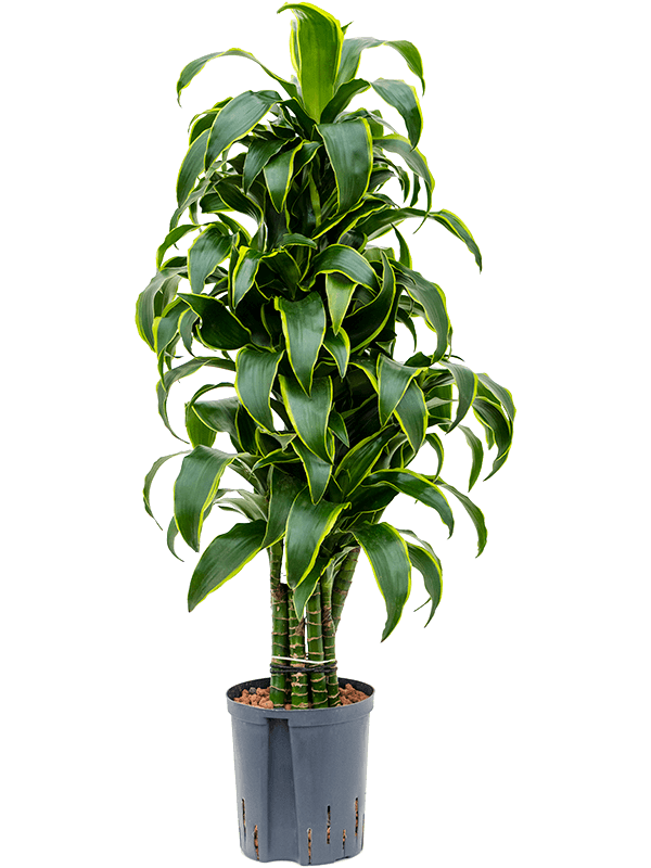 Dracaena fragrans 'Dorado'