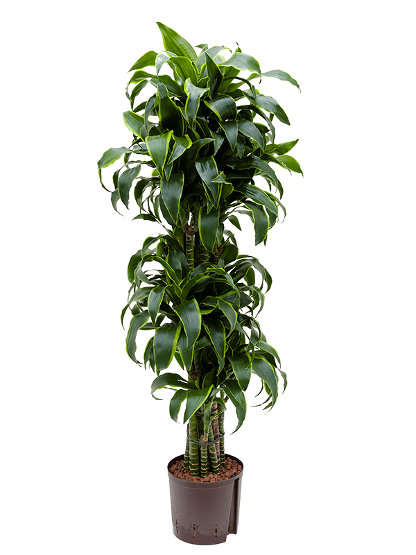 Dracaena fragrans 'Dorado'