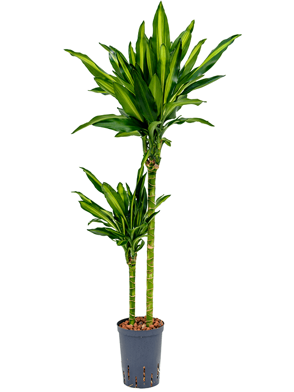 Dracaena fragrans 'Cintho'