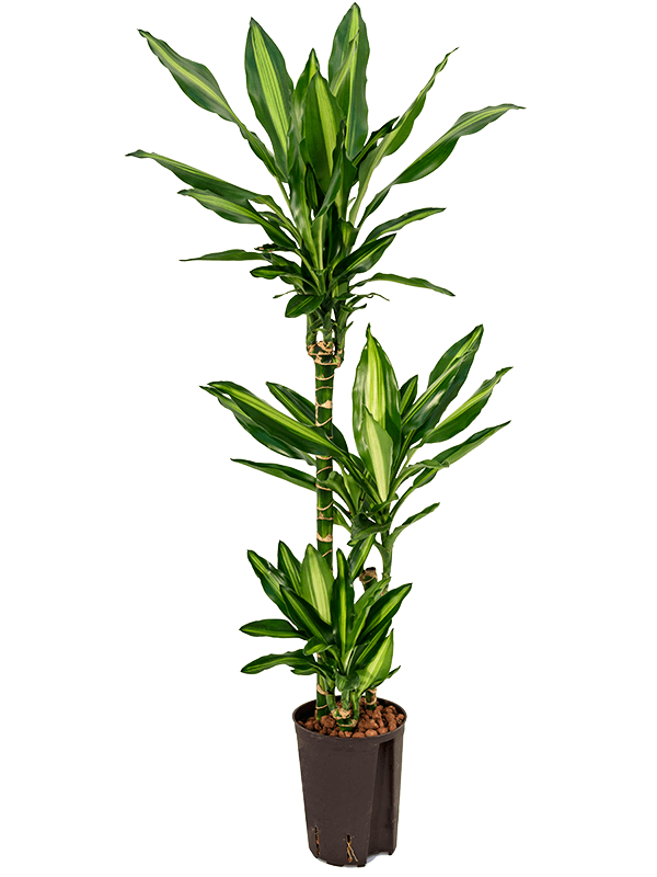 Dracaena fragrans 'Cintho'