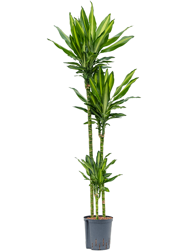 Dracaena fragrans 'Cintho'