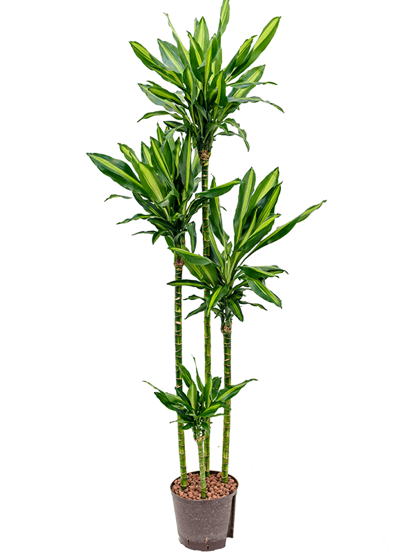 Dracaena fragrans 'Cintho