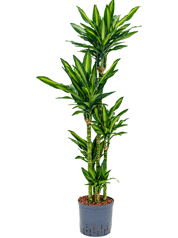 Dracaena fragrans 'Cintho