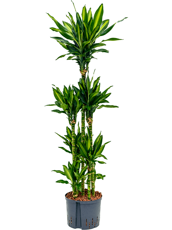 Dracaena fragrans 'Cintho