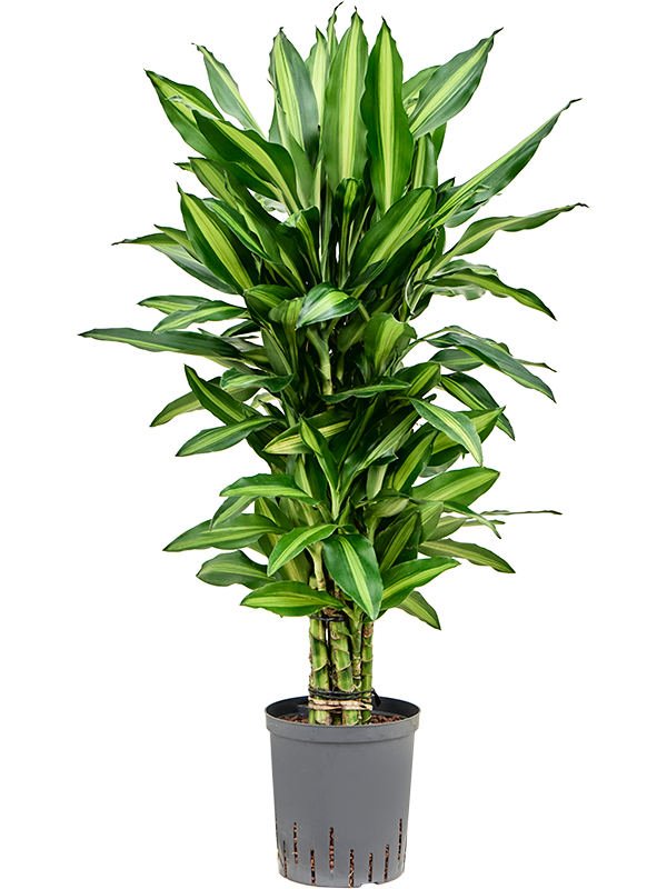 Dracaena fragrans 'Cintho