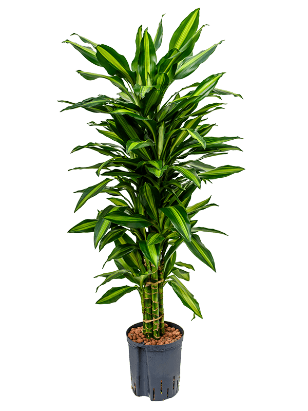 Dracaena fragrans 'Cintho