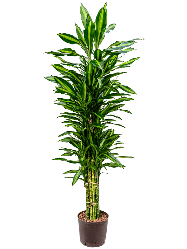 Dracaena fragrans 'Cintho