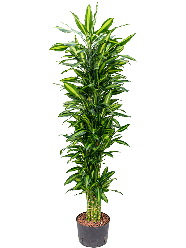 Dracaena fragrans 'Cintho'