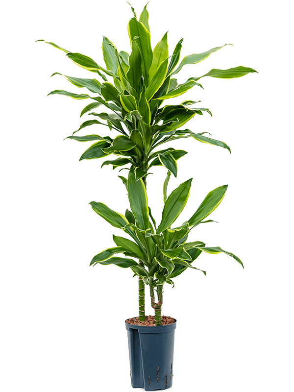 Dracaena fragrans 'Golden Coast'