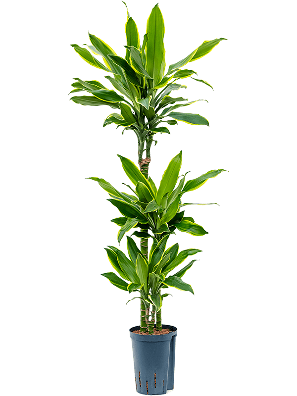 Dracaena fragrans 'Golden Coast'