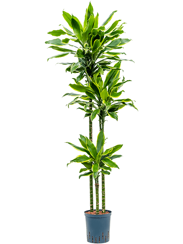 Dracaena fragrans 'Golden Coast'