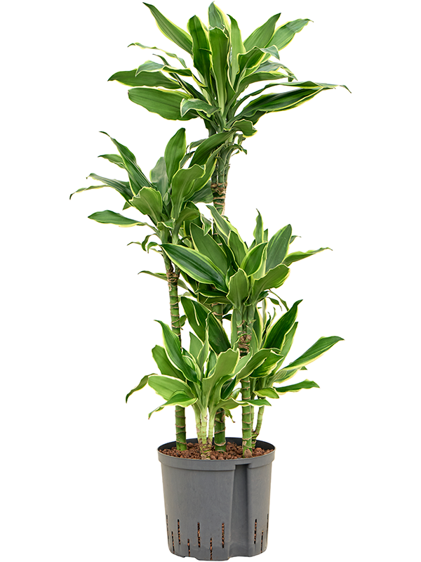 Dracaena fragrans 'Golden Coast'