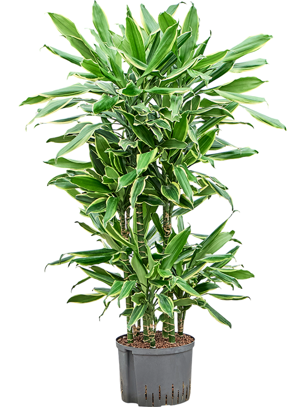 Dracaena fragrans 'Golden Coast'