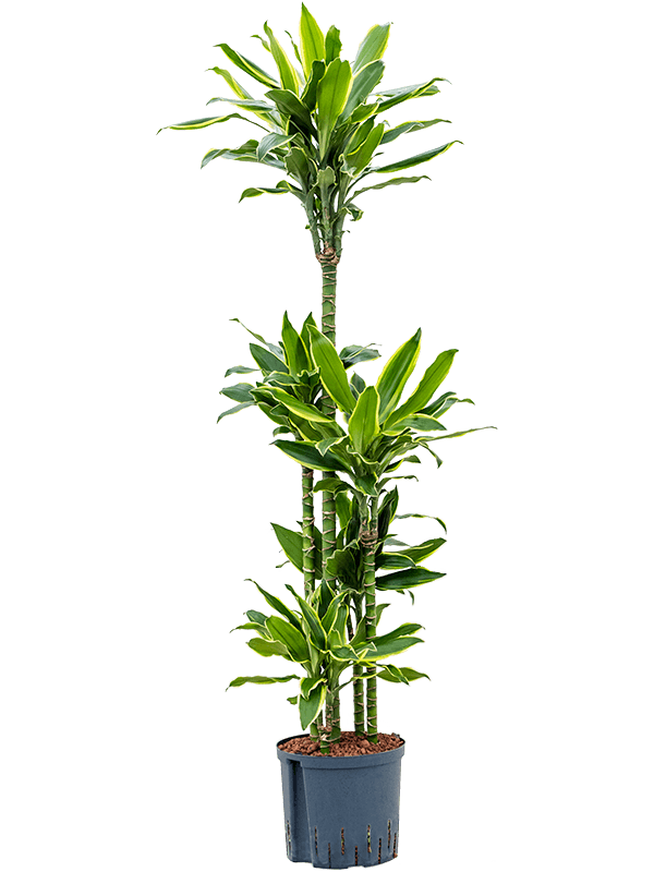 Dracaena fragrans 'Golden Coast'