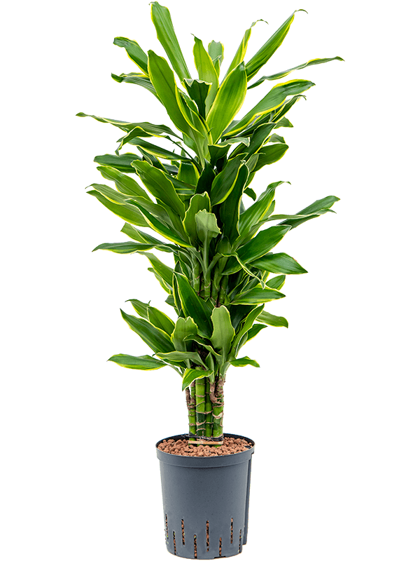 Dracaena fragrans 'Golden Coast'