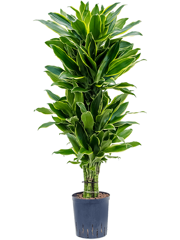 Dracaena fragrans 'Golden Coast'