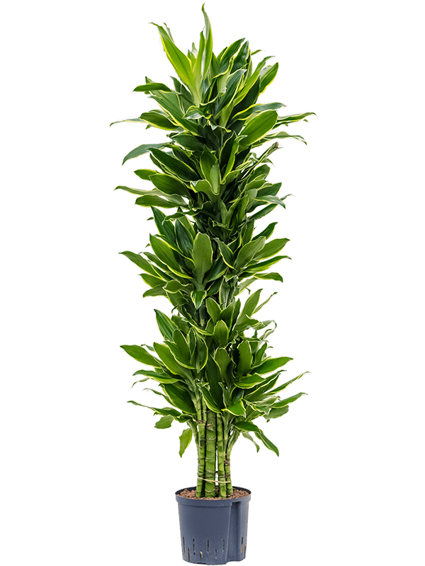 Dracaena fragrans 'Golden Coast'