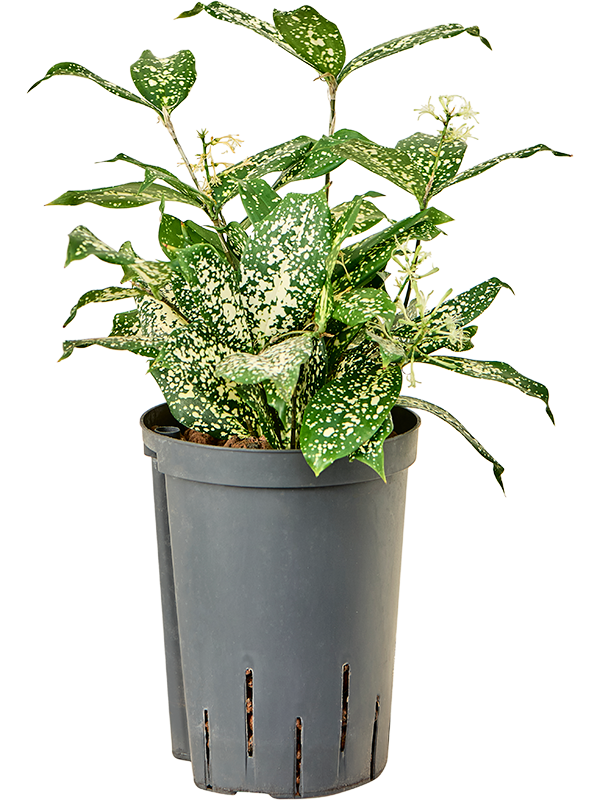 Dracaena godseffiana 'Florida beauty'