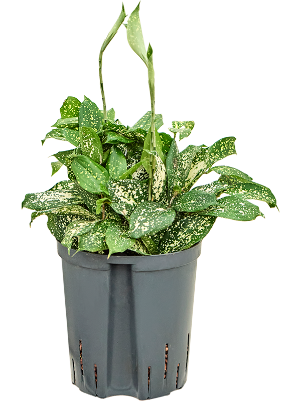 Dracaena godseffiana 'Florida beauty'
