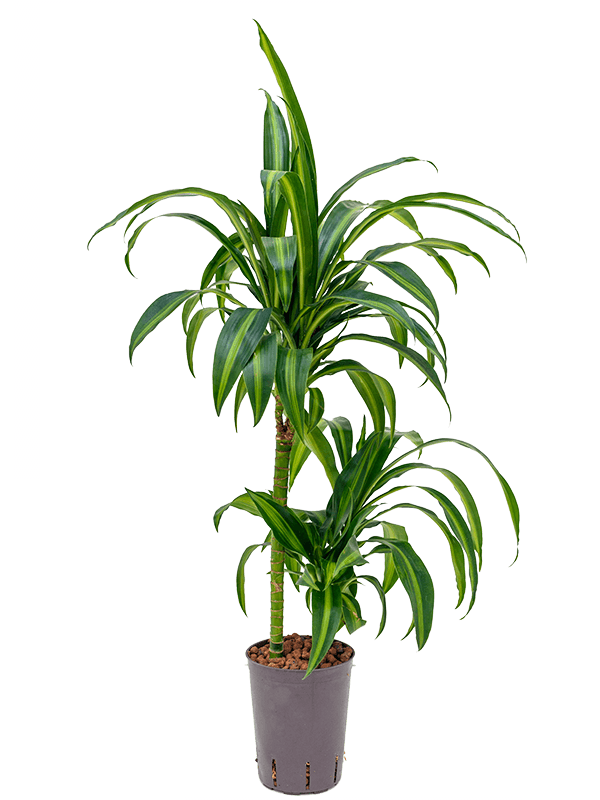 Dracaena fragrans 'Hawaiian Sunshine'