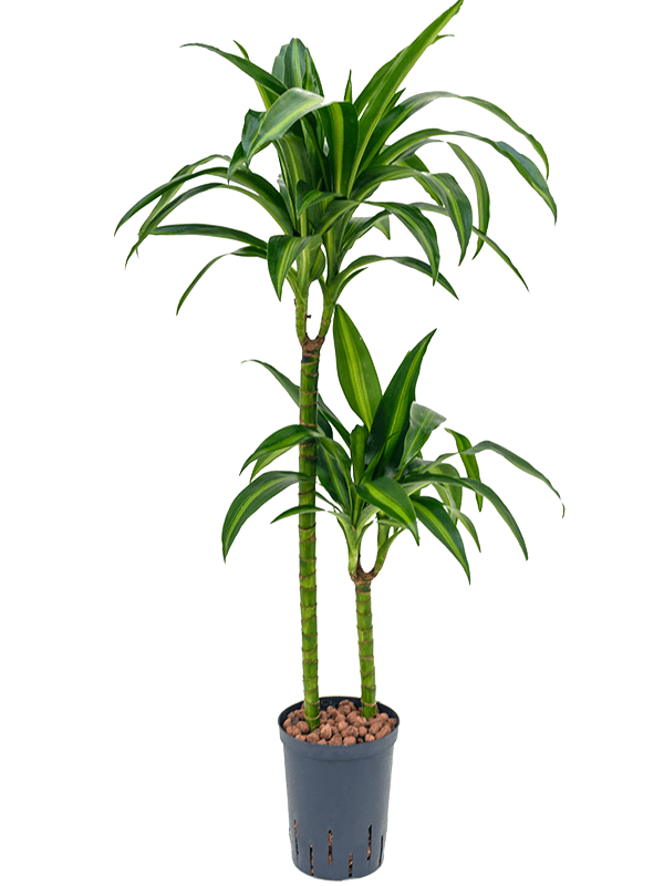 Dracaena fragrans 'Hawaiian Sunshine'