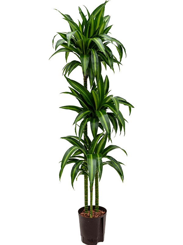 Dracaena fragrans 'Hawaiian Sunshine'