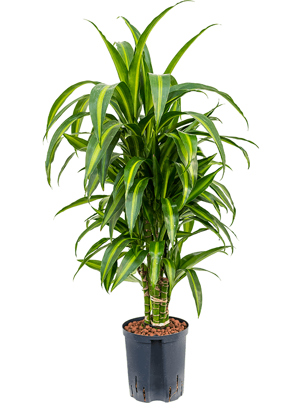 Dracaena fragrans 'Hawaiian Sunshine'