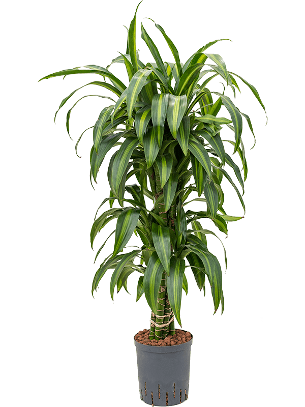 Dracaena fragrans 'Hawaiian Sunshine'
