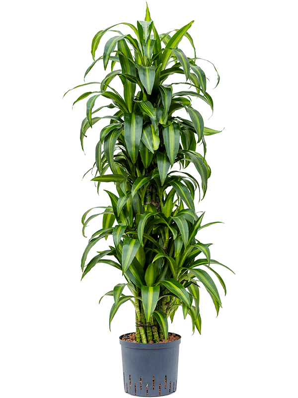 Dracaena fragrans 'Hawaiian Sunshine'