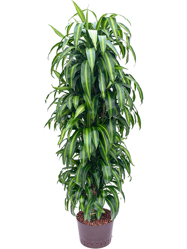 Dracaena fragrans 'Hawaiian Sunshine'