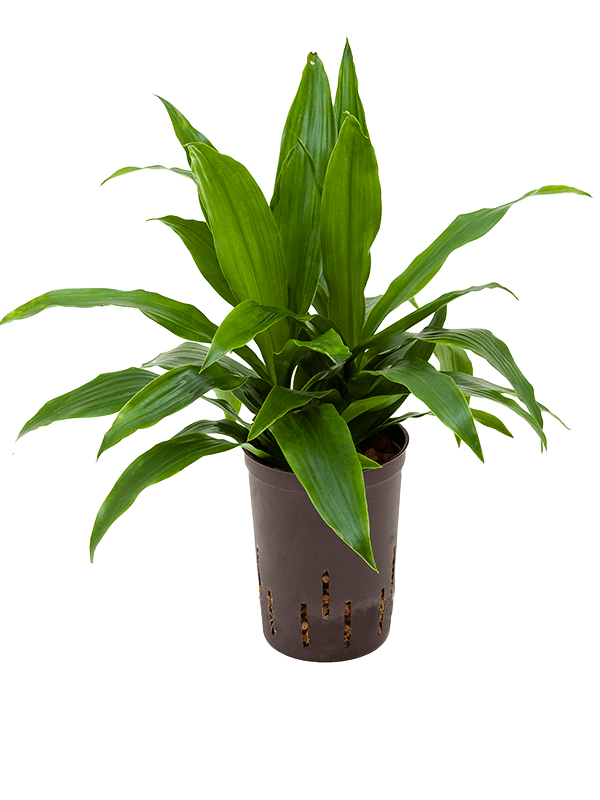 Dracaena fragrans 'Janet Craig'