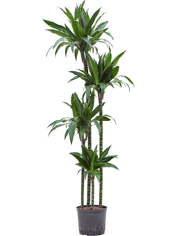 Dracaena fragrans 'Janet Craig'