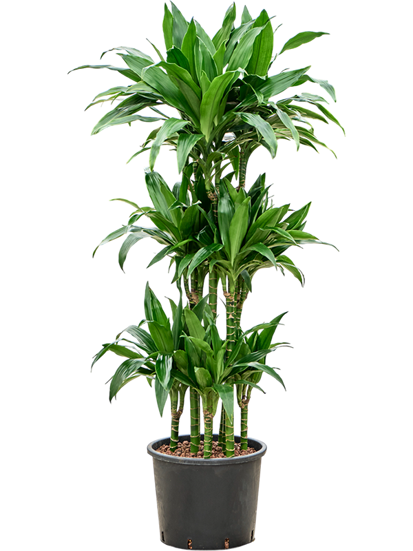 Dracaena fragrans 'Janet Craig'
