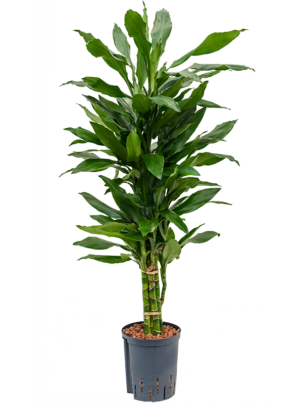 Dracaena fragrans 'Janet Lind'