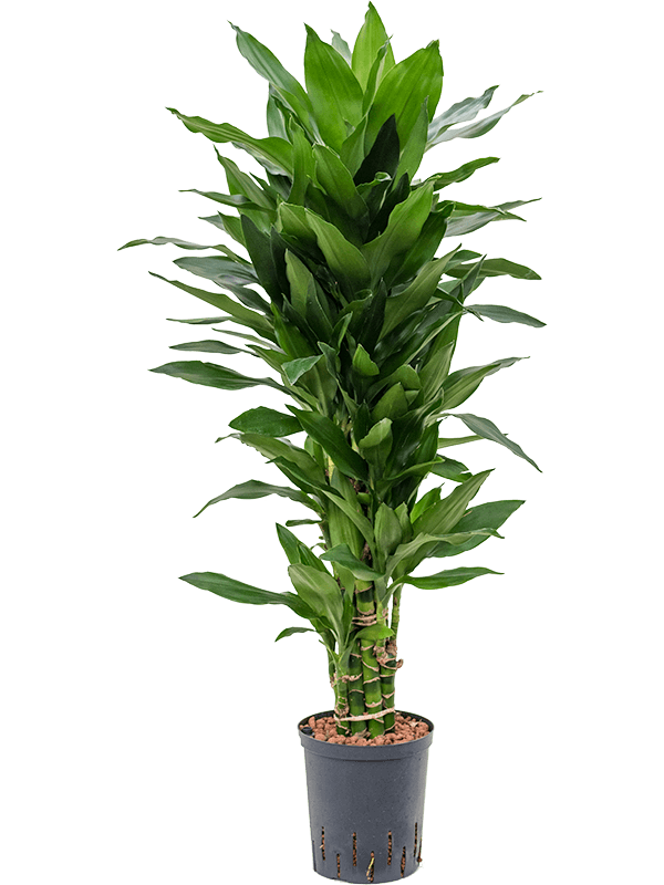 Dracaena fragrans 'Janet Lind'