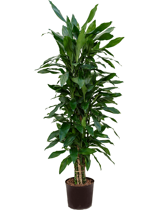 Dracaena fragrans 'Janet Lind'