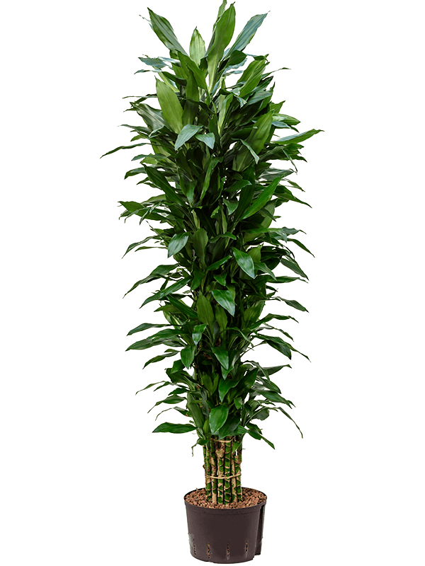 Dracaena fragrans 'Janet Lind'
