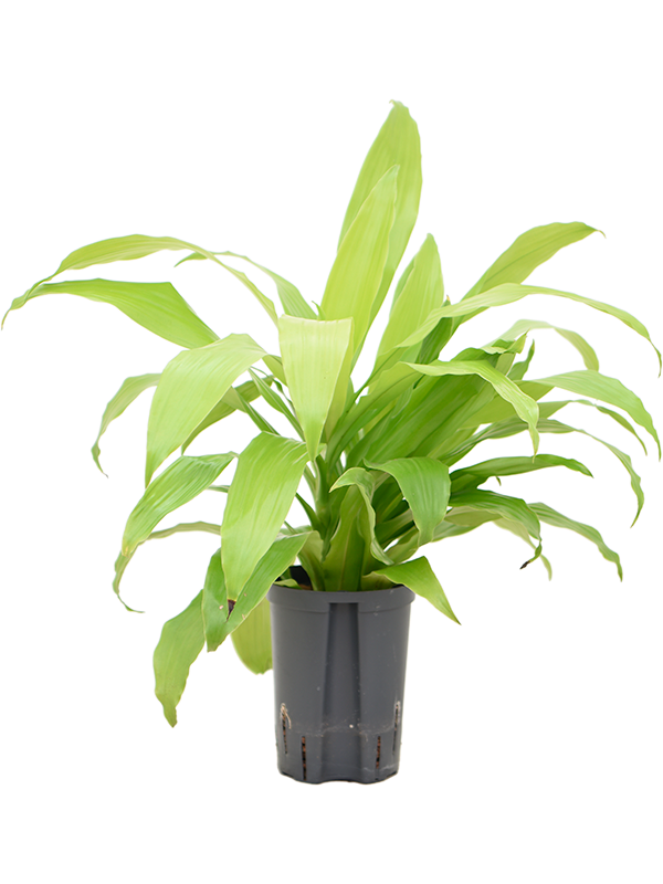 Dracaena fragrans 'Limelight'