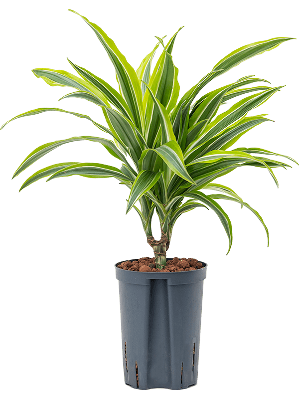 Dracaena fragrans 'Lemon Lime'