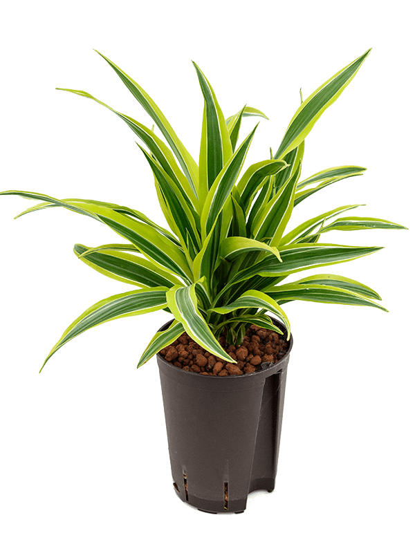 Dracaena fragrans 'Lemon Lime'