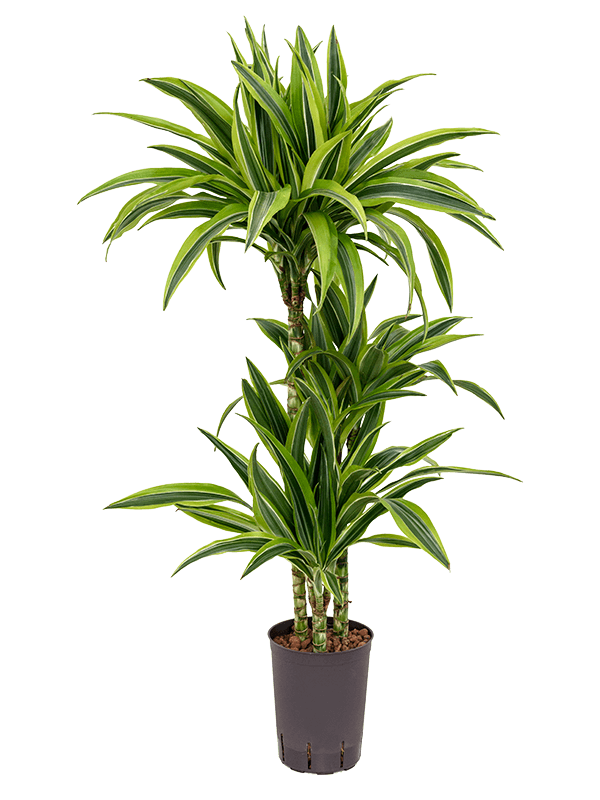 Dracaena fragrans 'Lemon Lime'
