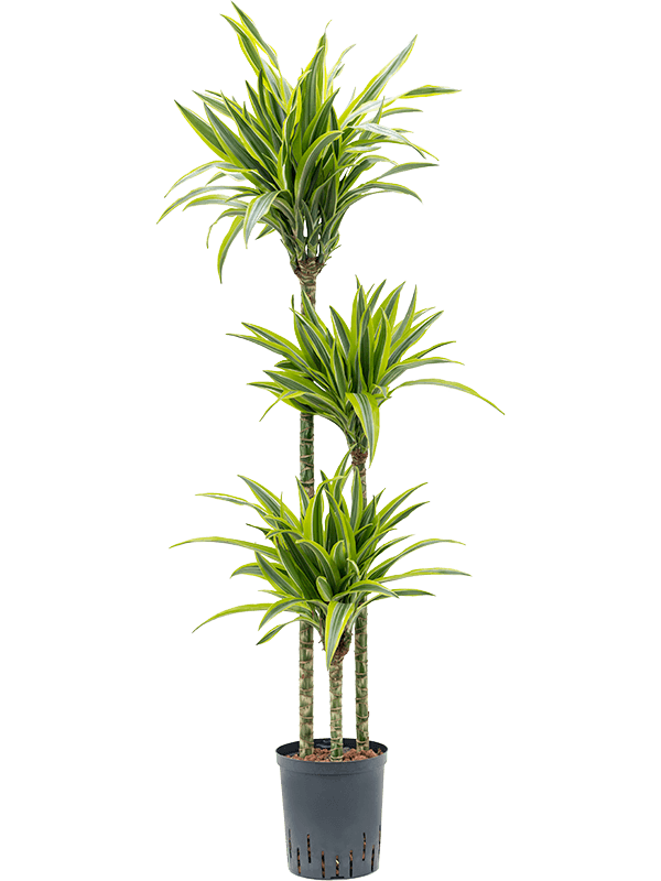 Dracaena fragrans 'Lemon Lime'