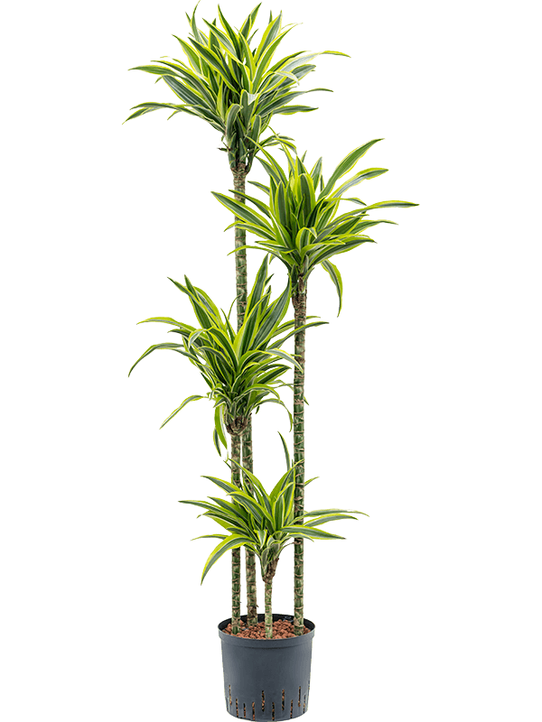 Dracaena fragrans 'Lemon Lime'