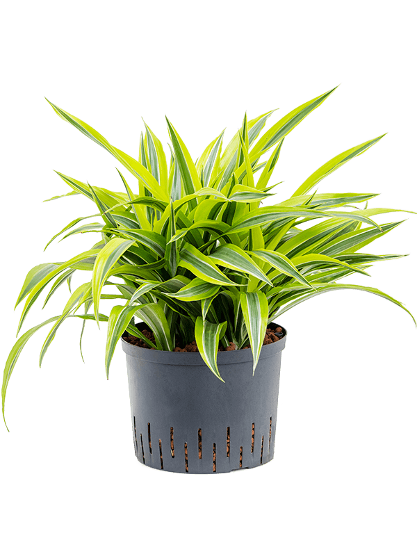 Dracaena fragrans 'Lemon Lime'