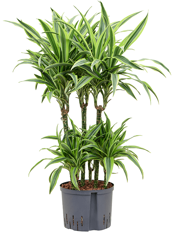 Dracaena fragrans 'Lemon Lime'