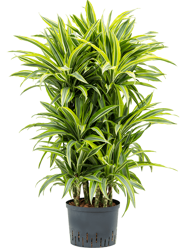 Dracaena fragrans 'Lemon Lime'