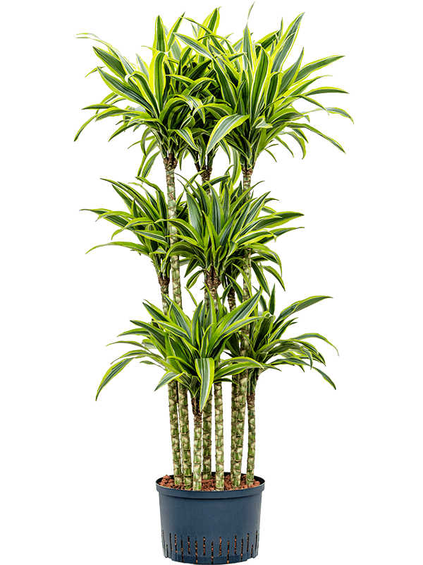 Dracaena fragrans 'Lemon Lime'