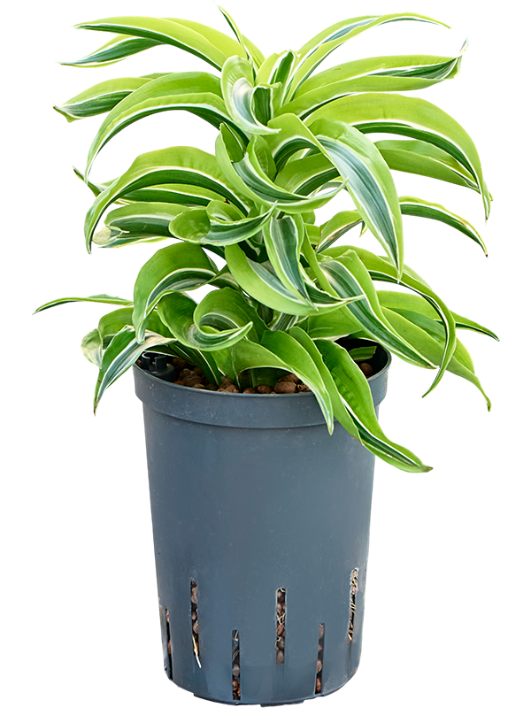 Dracaena fragrans 'Lemon Surprise'