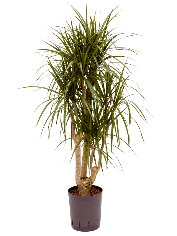 Dracaena marginata